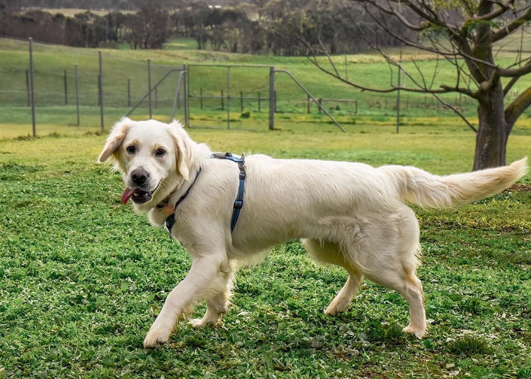 Happy dog playing on a field at Kip Adelaide Hills