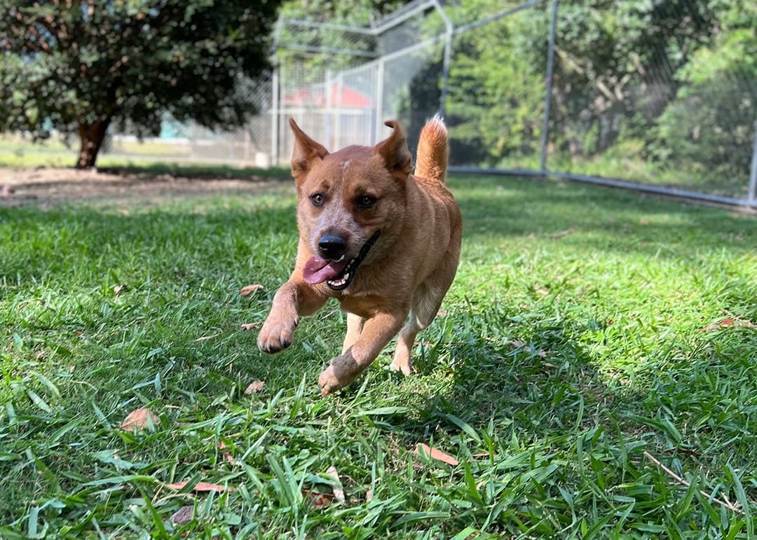 Happy dog at Pet Boarding Brisbane