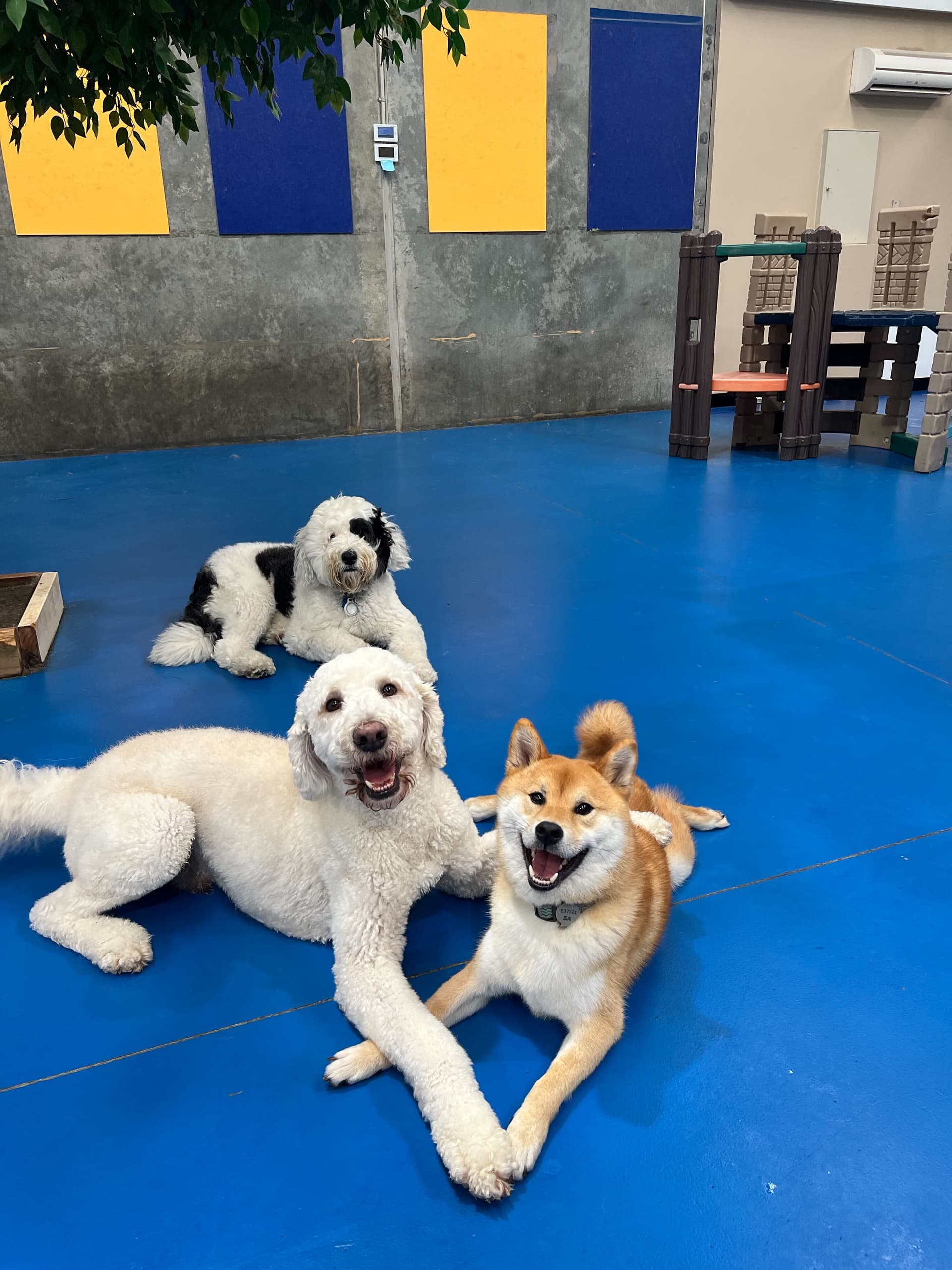 Two happy dogs next to playground at Dog Daycare Broadview