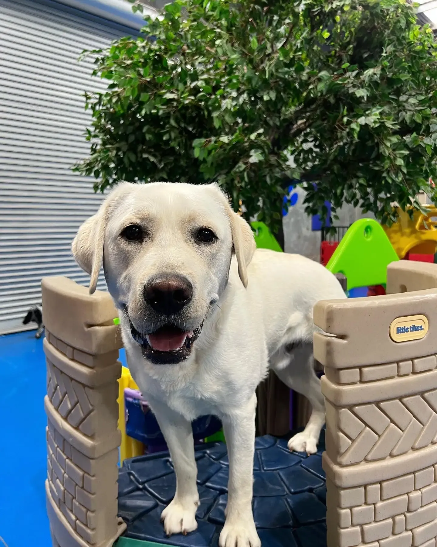Happy dog at a daycare