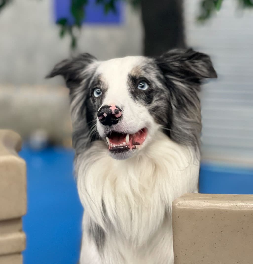 Dog at daycare