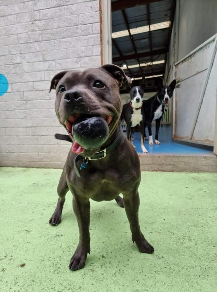 Dog at Kip Fairfield with ball in mouth