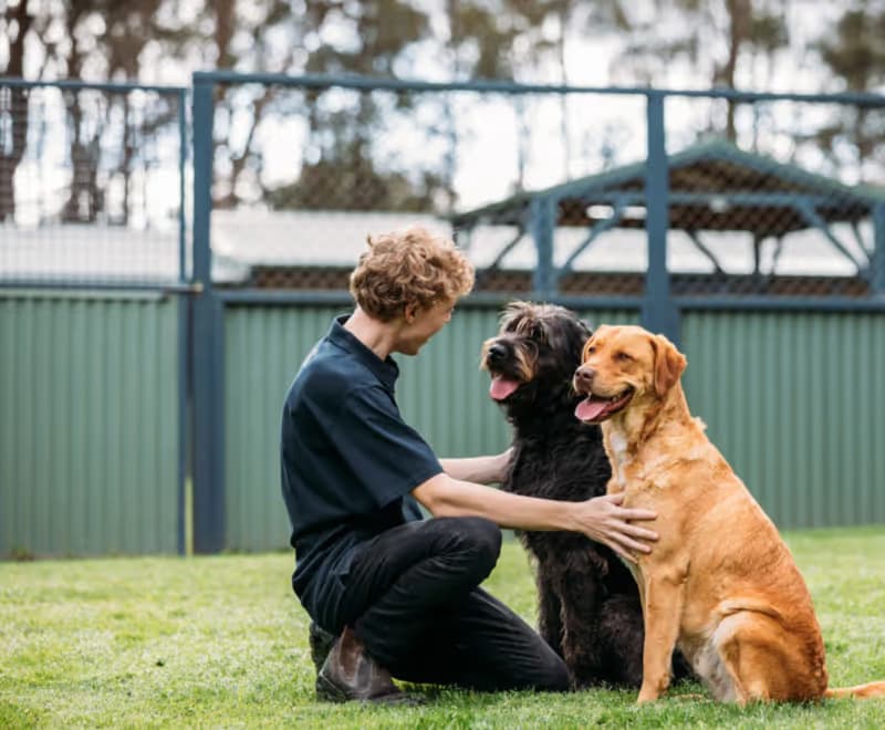 Two happy dogs with their trainer at Kip