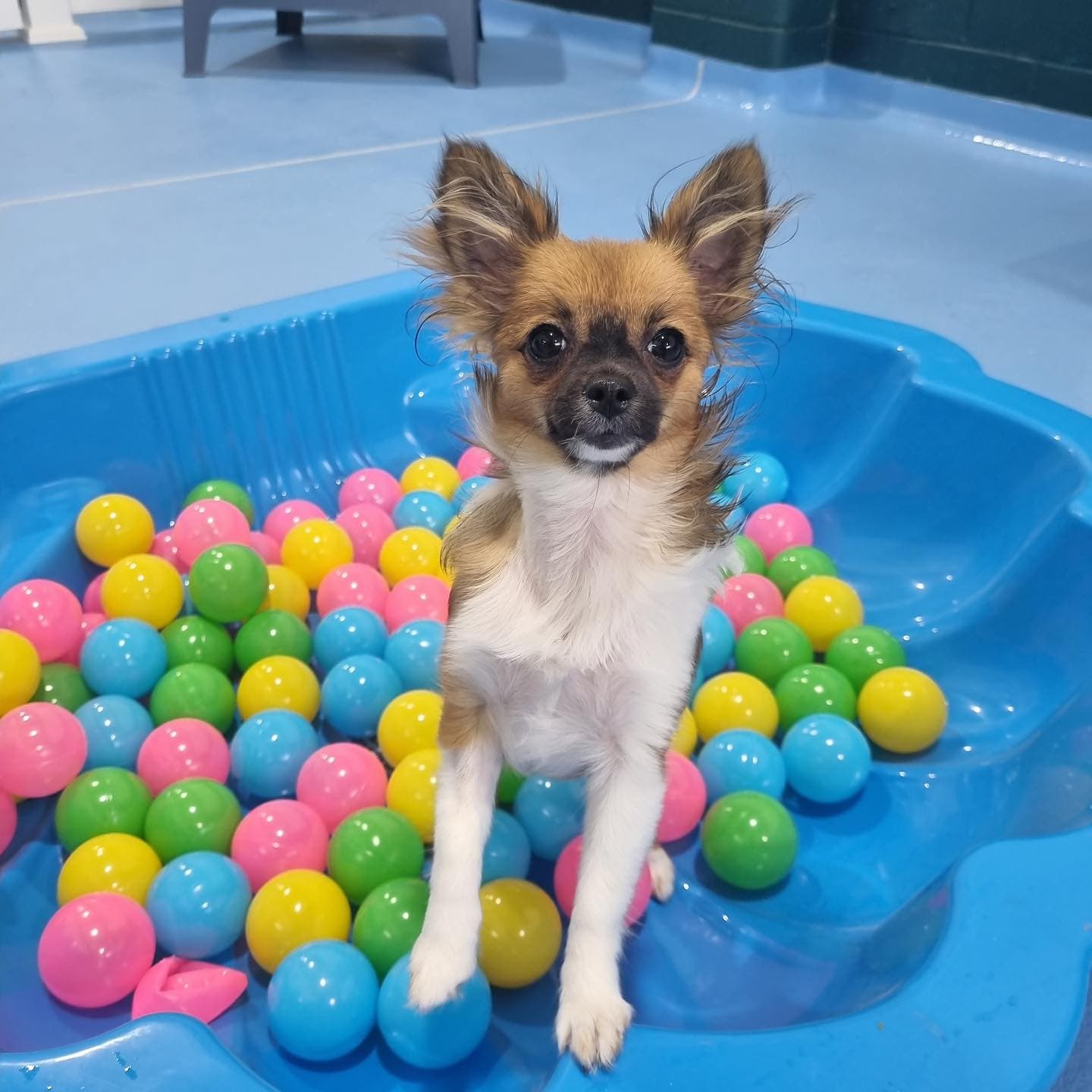 Dog in a ball pit at Kip Newstead
