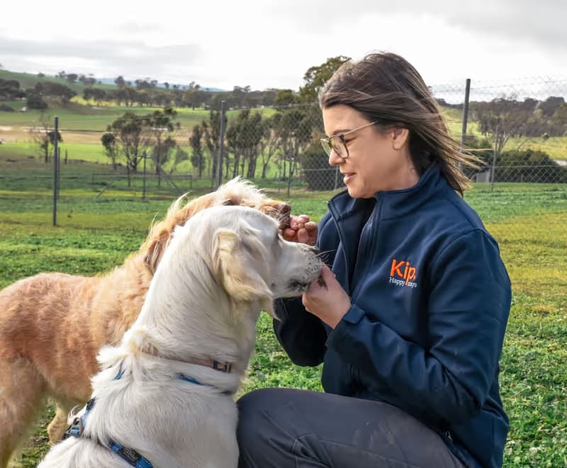 Dog carer with two dogs on a field