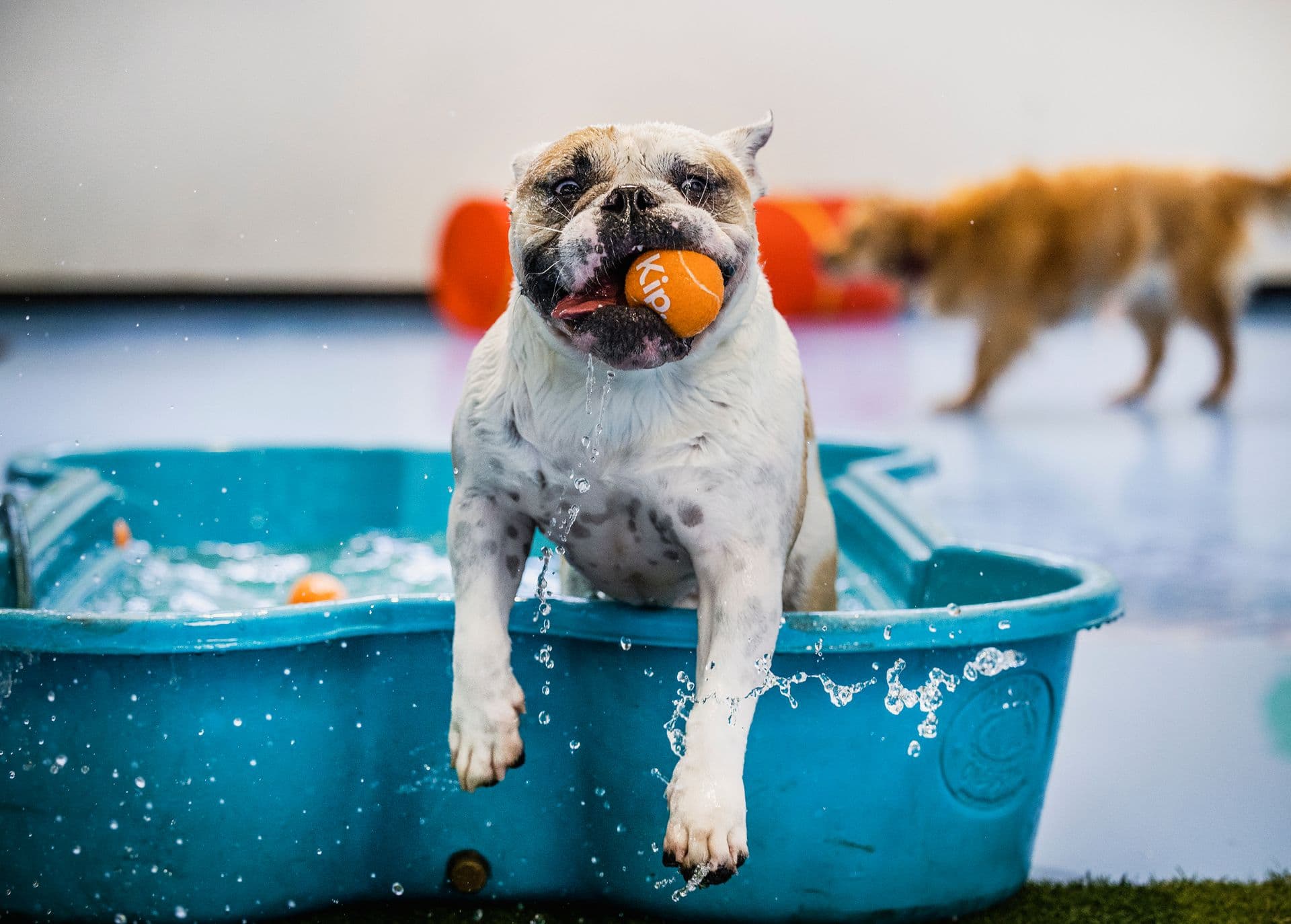 Dog with a tennis ball in pool