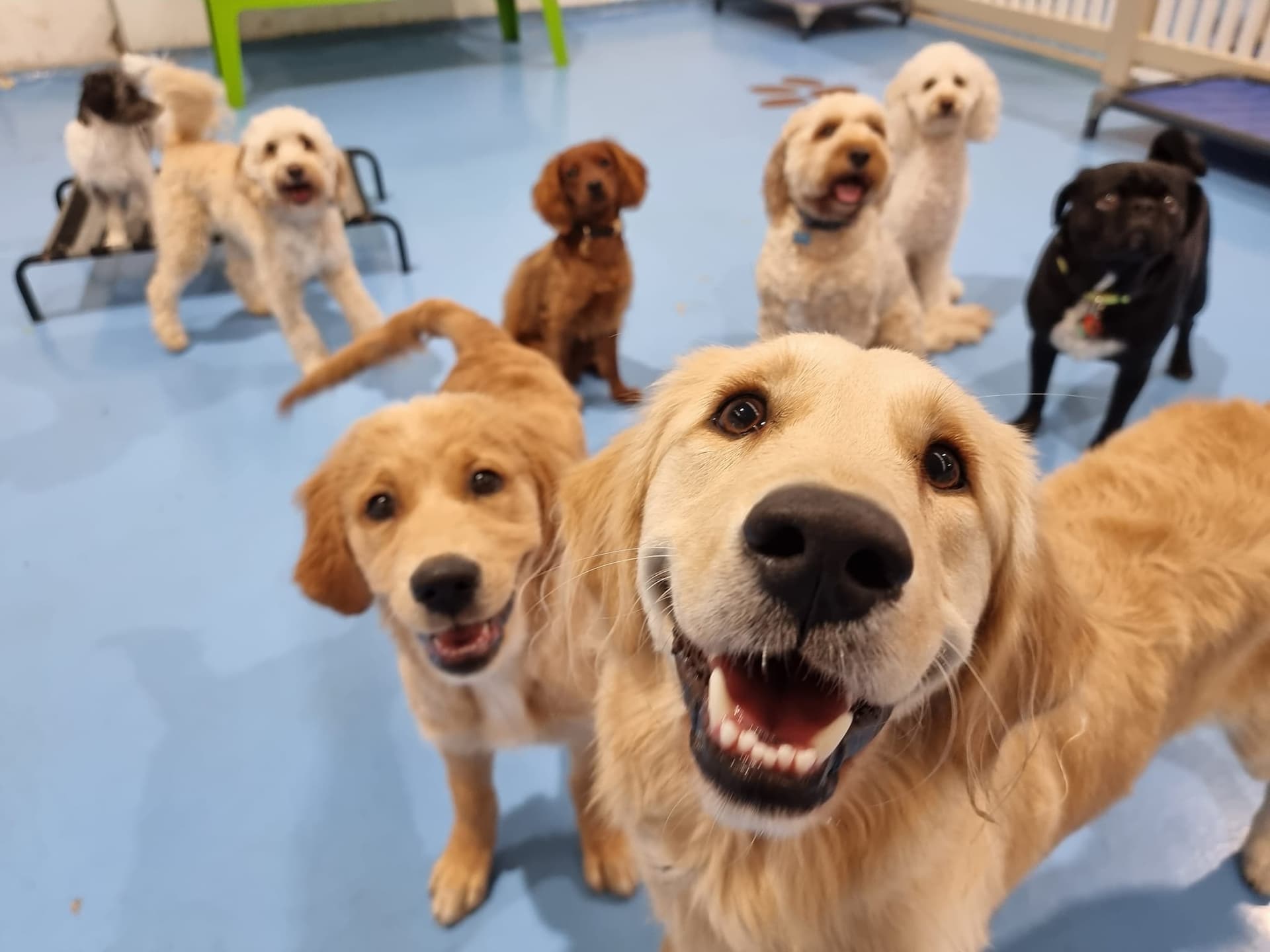 A group of happy dogs at Kip Dog Daycare Fairfield