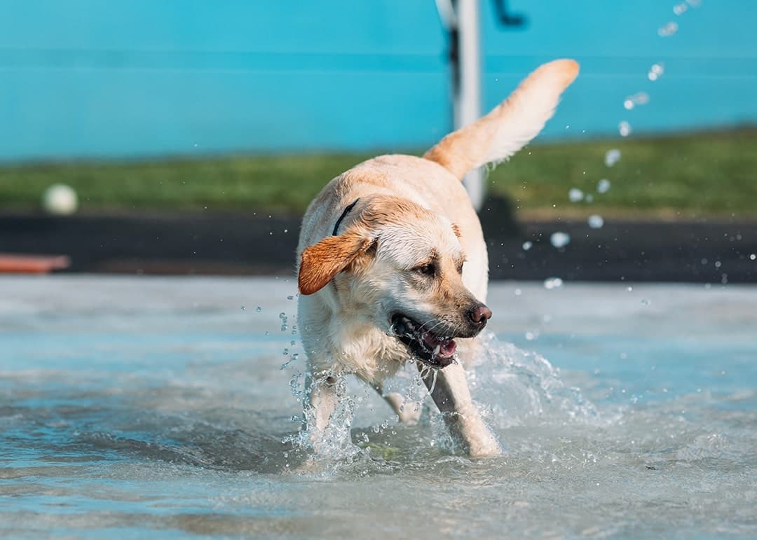 Happy dog playing with water at Kip Hunter Valley