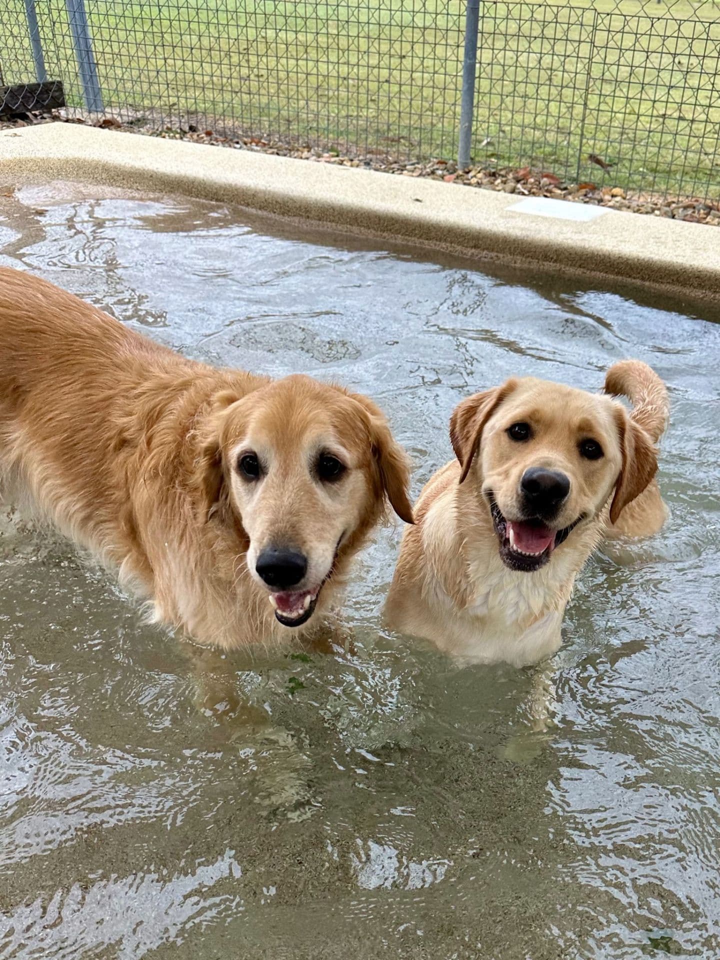 Two happy dogs swimming in water at Kip Imparra