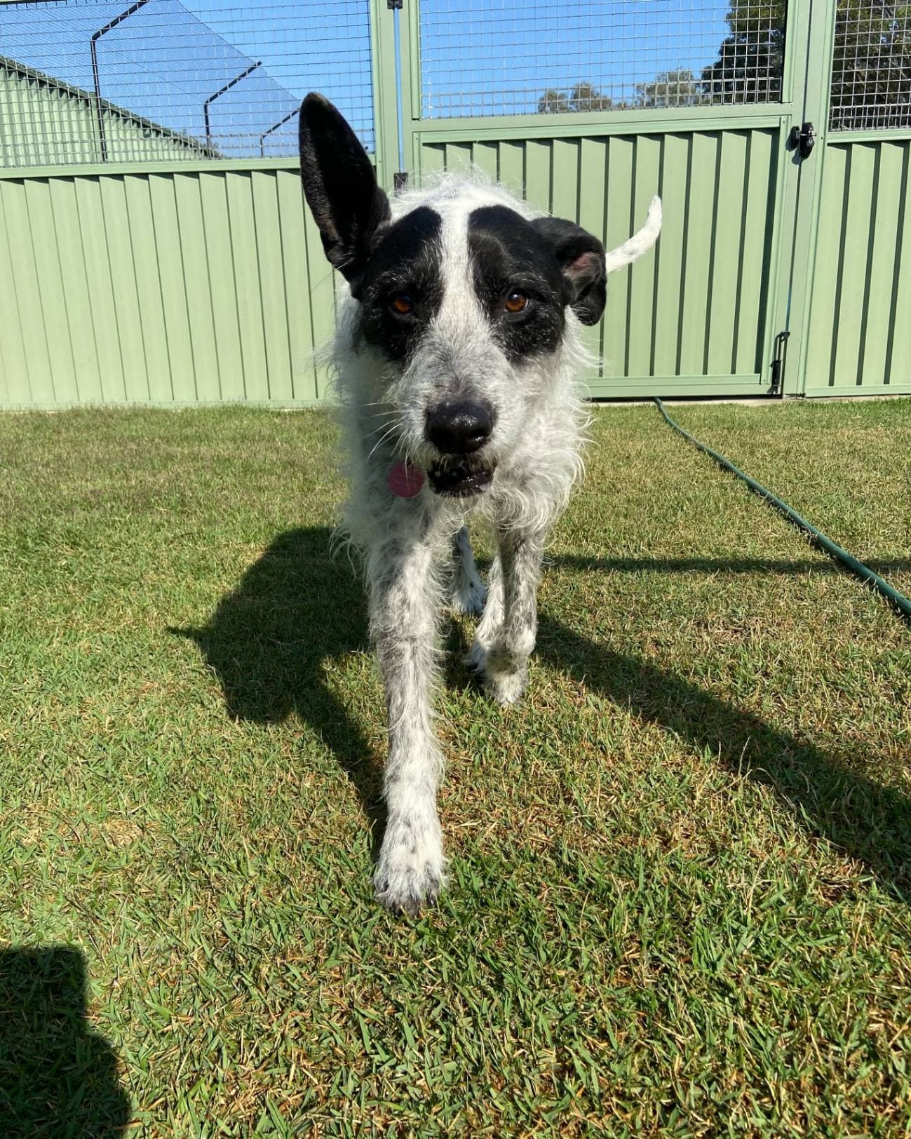 Dog walking towards camera at Kip Ipswich