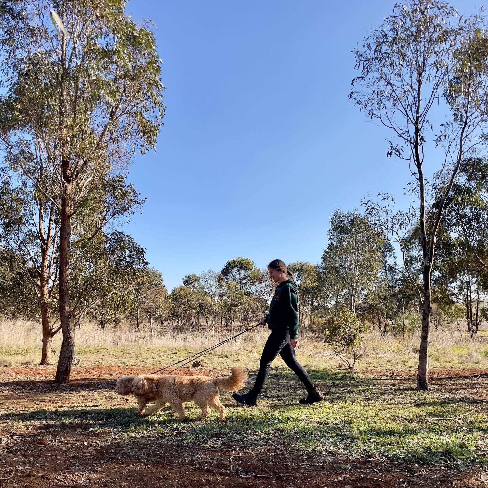 Dog sitter walking with two dogs at Kip Melbourne West