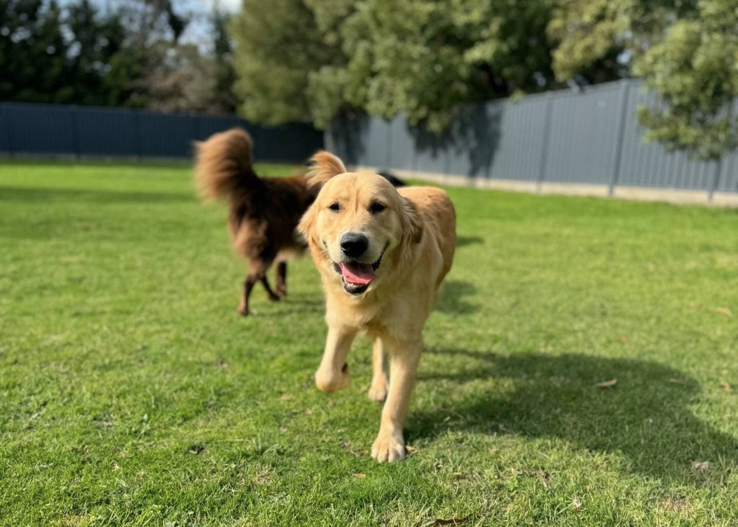 happy dog on a field at Kip Mornington
