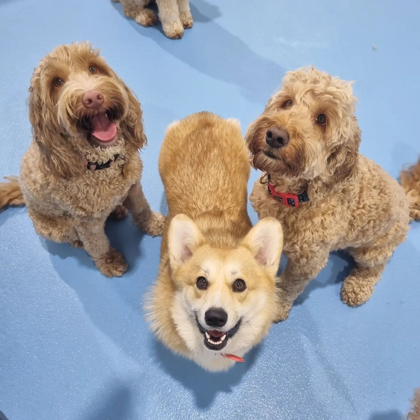 Three happy dogs at Kip Newstead