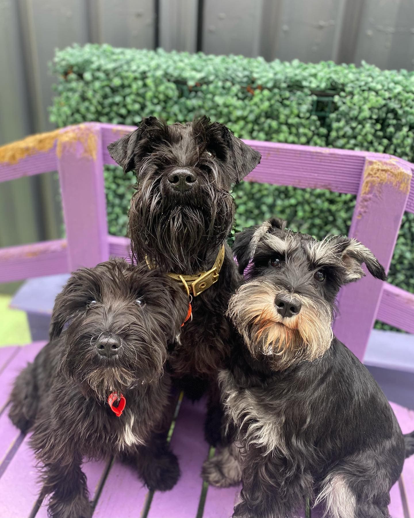 Two well behaved dogs at Kip Doggy Daycare