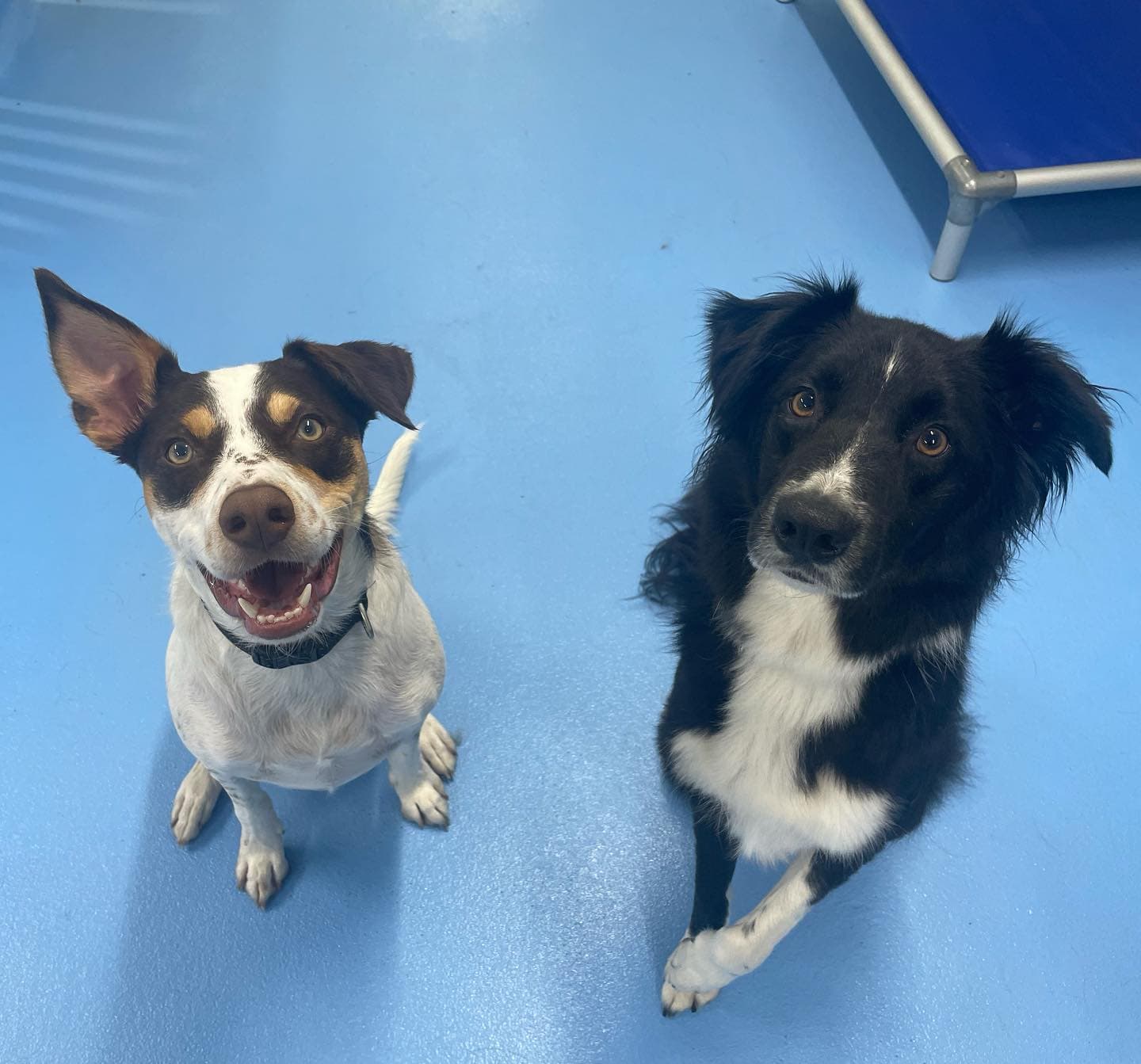 Two happy dogs at Kip Newstead