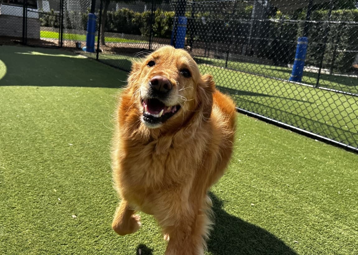 Happy dog at Kip Homestead yarra Valley