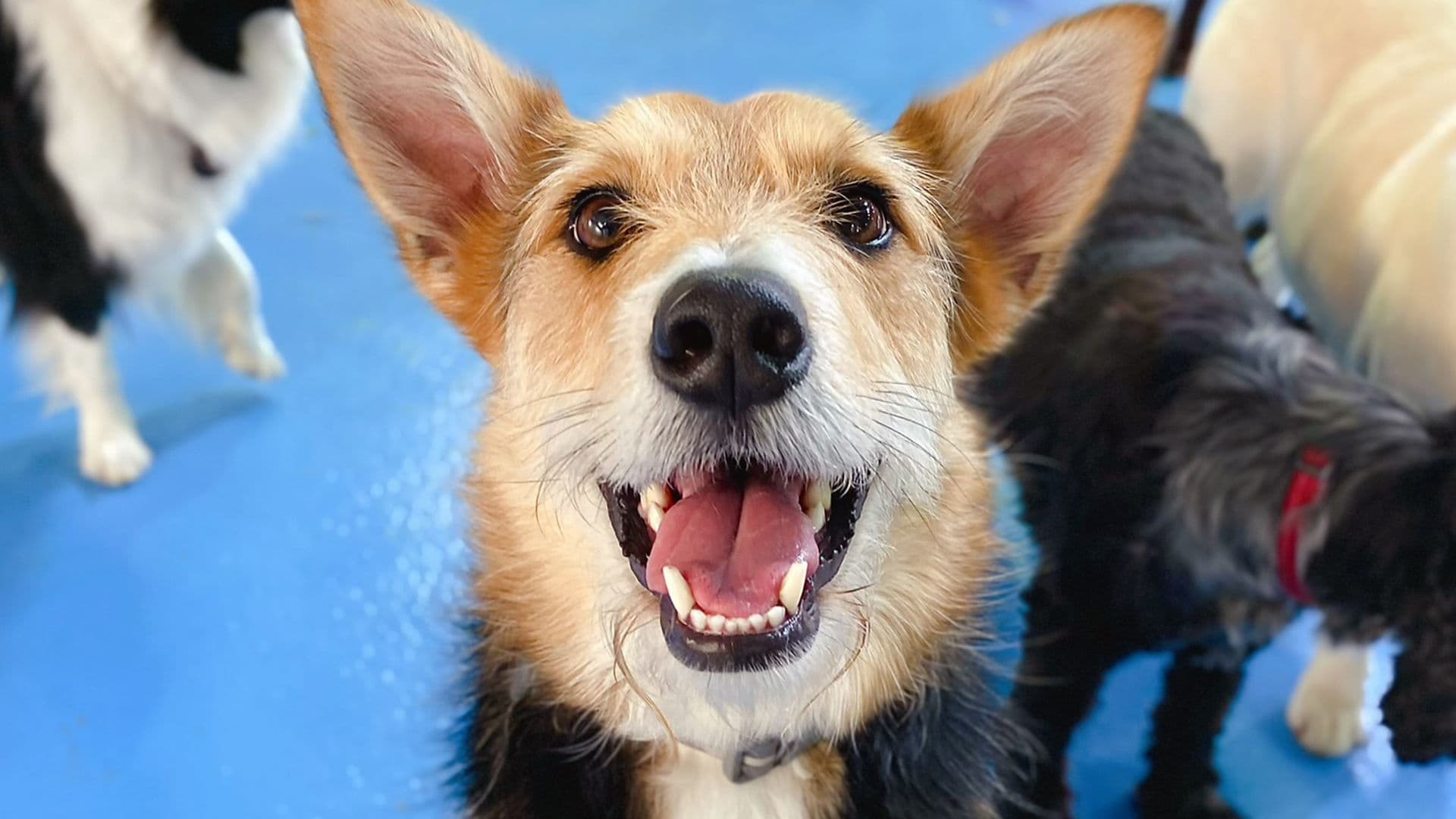 Dog looking at the camera