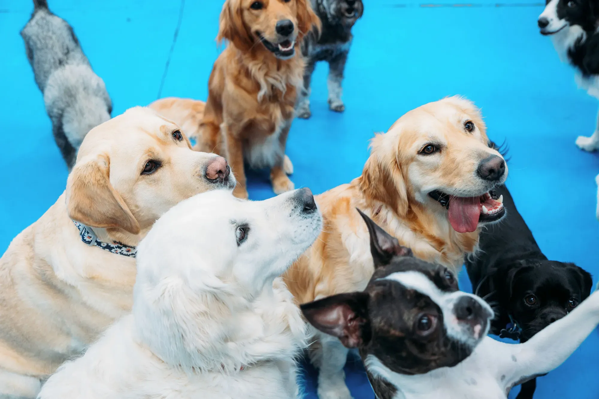 Group of dogs socialising together