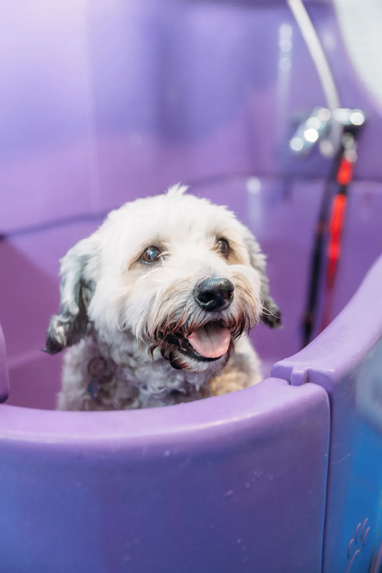 Groomed dog at a batch