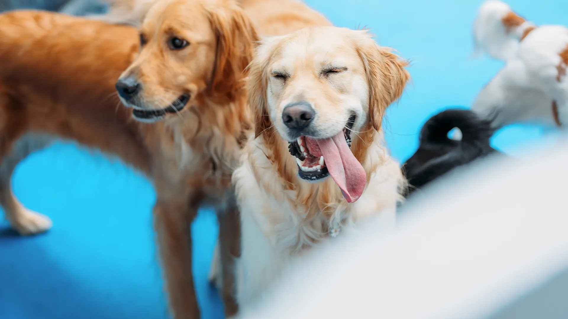 Two happy dogs very pleased with their Kip stay