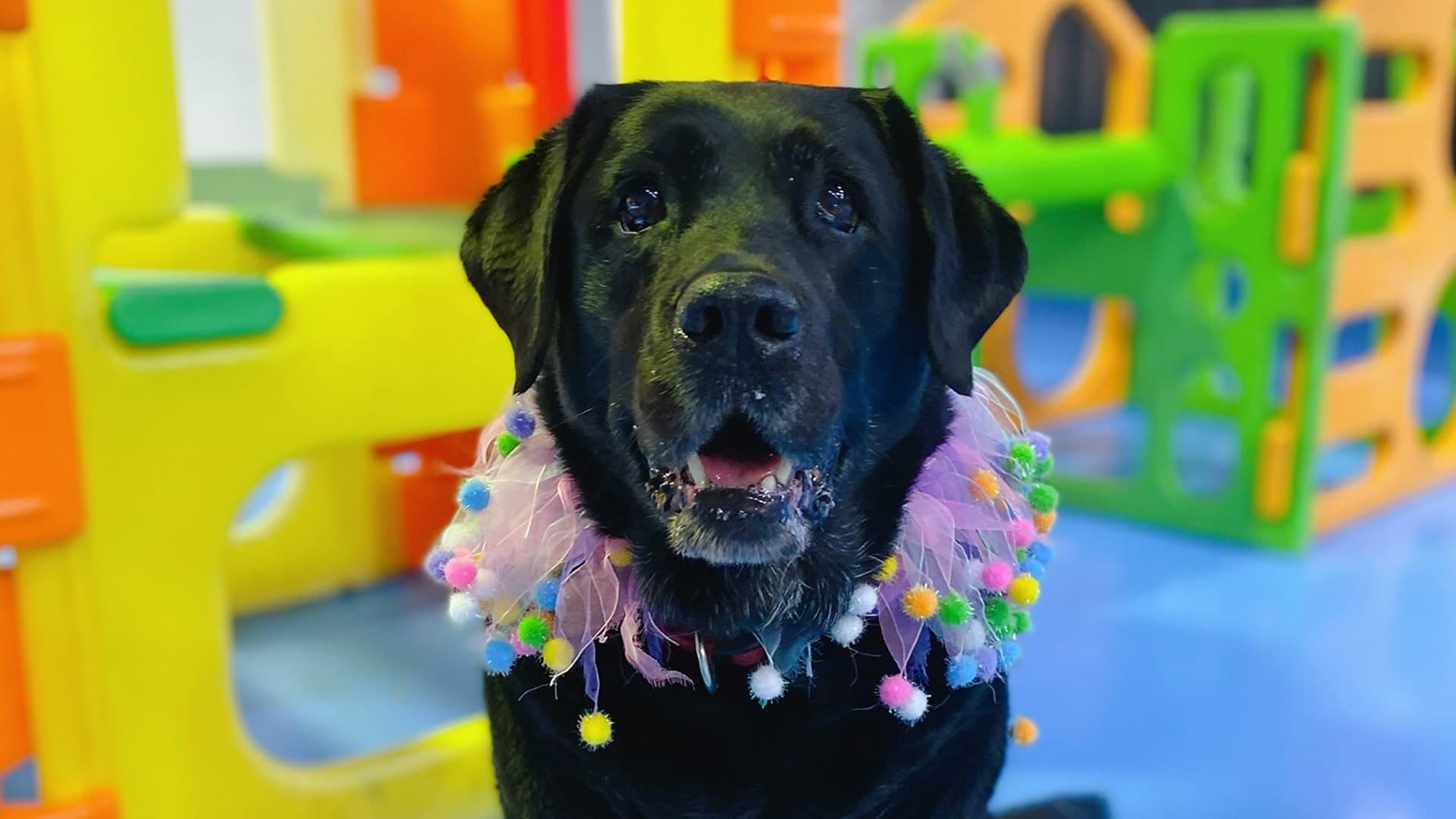 Two happy dogs smiling at Doggy Day Care Hobart