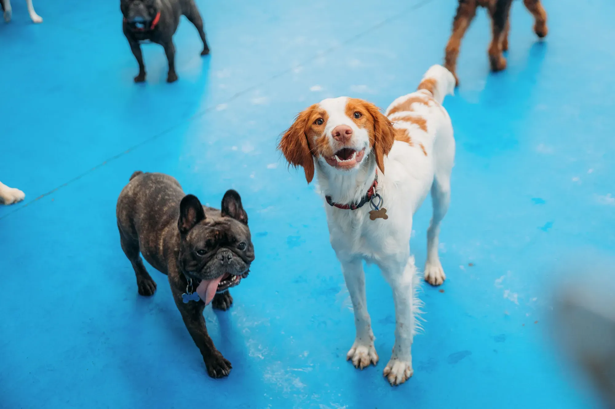 Two dogs at a Kip day care