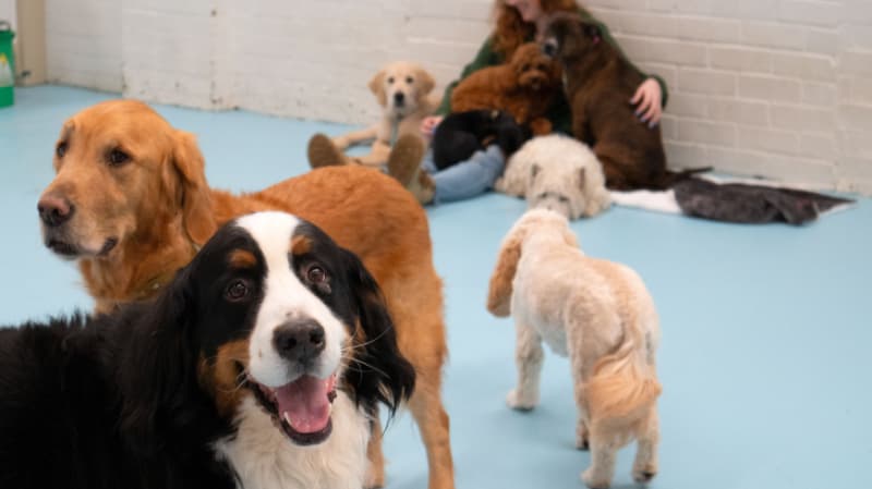 Dogs settling in together at Kip